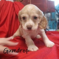 puppy, for, sale, Cocker Spaniel, Joe & Cherri  Overlease, dog, breeder, Miller, MO, dog-breeder, puppy-for-sale, forsale, nearby, find, puppyfind, locator, puppylocator, aca